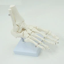 Human Foot Bone Model Flexible Sole Joints Ankle Orthopedics Medical Teaching