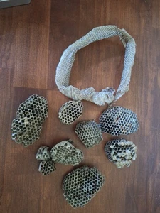 Menge 8 Papier Wespennester + Schlangenhaut Maryland Ostküste Handwerk Taxidermie  - Bild 1 von 6