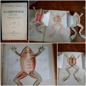 ANGLAS. : La grenouille (anatomie et dissection). Sept planches coloriées a feui - Imagen 1 de 1