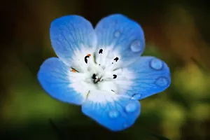 500 semi occhi azzurri bambino (Nemophila menziesii) - Foto 1 di 3