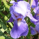 Iris germanica Blue Rhythm   bareroot - bearded iris