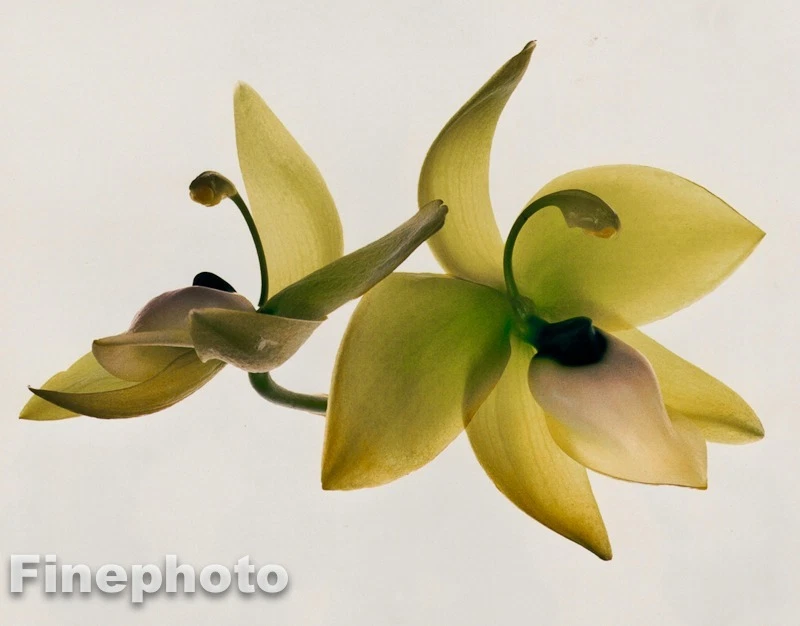 1980 年复古 IRVING PENN 植物黄色兰花照片石版艺术 11x14 — 第 1/1 张图片