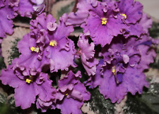 African Violet Buckeye Country Lilacs (P. Hancock) plant