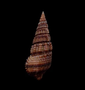 Sea shell -Terebralia sulcata- 33mm - Picture 1 of 3