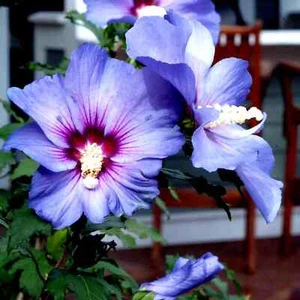 ๐บ๐บ MADAGASCAR hibiscus MOSCHEUTOS mallow Malvaceae STARTER Live PLANT US ship - Picture 1 of 6