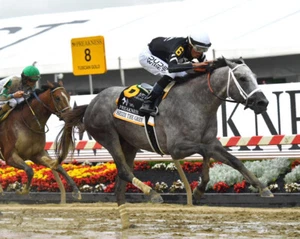 Seize The Grey 2024 Preakness Finish Photo 8" x 10" - 24" x 30" - Picture 1 of 1