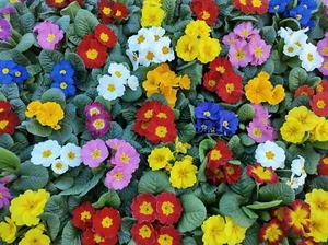 Flower - Primrose - Crown Mixed - 75 Seeds - Picture 1 of 1