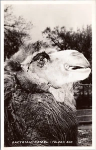 RPPC Bactrian Camel at Toledo Zoo Toledo, Ohio - Photo Postcard- Endangered - Picture 1 of 2