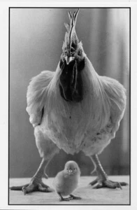 Chicken and Chick•Head of the Family 1982•Photo Igor Vanshtein POSTCARD - Picture 1 of 1