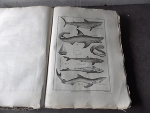 PANCKOUCKE  ICHTCHYOLOGIE POISSONS  GRAVURE ORIGINALE DE  1788    22 X 31 Cms - Picture 1 of 1