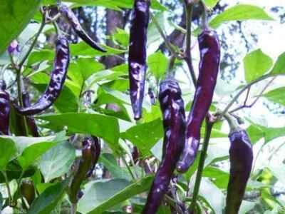 Cayenne Purple Hot Pepper Seeds, NON-GMO, Variety Sizes Sold, FREE SHIPPING - Image 1 of 2