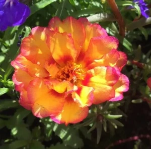 50 Samen Portulakröschen Portulaca grandiflora Gelb/Rosa Blumen Portulak - Bild 1 von 8