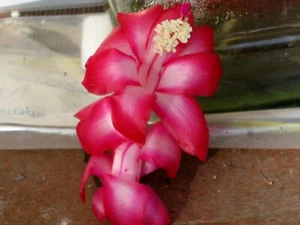 Zygo Cactus / Christmas cactus 2 x 2 Segment cuttings - Picture 1 of 6