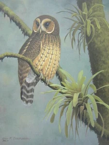 Don Eckelberry Mottled Wood Owl Tropicial Bird Signed 1972 Art Print - Picture 1 of 1