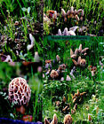 Morel Habitat Kit ®: Grow Backyard Morel Mushrooms - Covers 4 X 4 Fook Area.