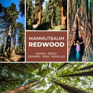 Mammutbaum / Riesenmammutbaum SAMEN - Menge wählbar - Redwood - Winterhart - Bild 1 von 8