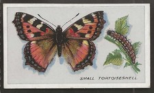 PHILLIPS-BRITISH BUTTERFLIES No.1 ISSUE 1911-#10- SMALL TORTOISE SHELL 