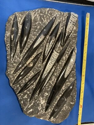 11 Orthoceras Polished and on a Plate - Image 1 of 4