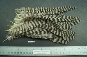 0.22 oz Lot of Grizzly Rounds Wing Feathers Lot-SF 153 - Picture 1 of 2