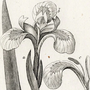 Scarce 1796 ZORN ICONES PLANTARUM Botanical Engraving Pl. 187, IRIS PSEUDACORUS - Picture 1 of 6