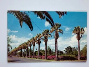 Postcard Palms and Bougainvillea Street view Texas H329 - Bild 1 von 2