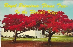 Vintage Florida Chrome Postcard Royal Poinciana Flame Tree in the Keys - Picture 1 of 2