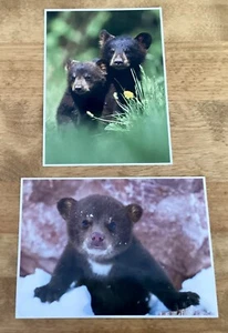 Set of 2 North American Wildlife Postcards, #5293/#8765-Black Bears, Unposted - Picture 1 of 6