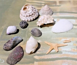 Assorted Types & Styles of Tropical Beach Shells, Set of 11 FREE SHIP! - Picture 1 of 5
