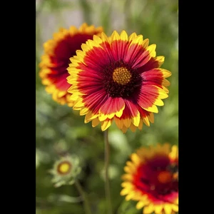 Gaillardia x grandiflora 'Arizona Sun' - Großblumige Garten-Kokardenblume… - Bild 1 von 3