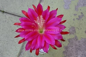 (1) Epiphyllum CUTTING X-Large Purple #2 Flower 8" Long Orchid Cactus Succulent - Imagen 1 de 7