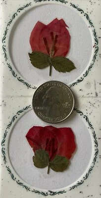 FLOR ROJA PRENSADA Y SECA FLORES REALES (2 piezas) Hojas •Jardín•Floreciente•brotes•Tallo• Foto 1 de 4