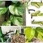Albo Monstera 10 nœuds racinés Pinnatum coupe fraîche Epipremnum plante variée