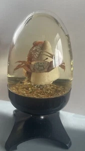 Vintage Nature Gems Educational Embedments Real Hermit Crab In Glass Paperweight - Picture 1 of 5