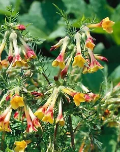 POLEMONIUM PAUCIFLORUM, ESCALERA DE JACOB - Imagen 1 de 3