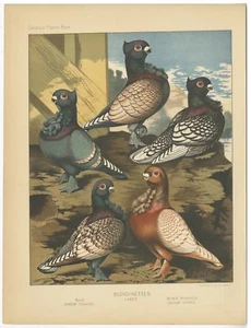 Blondinetten - Cassell (1874) - Bild 1 von 1