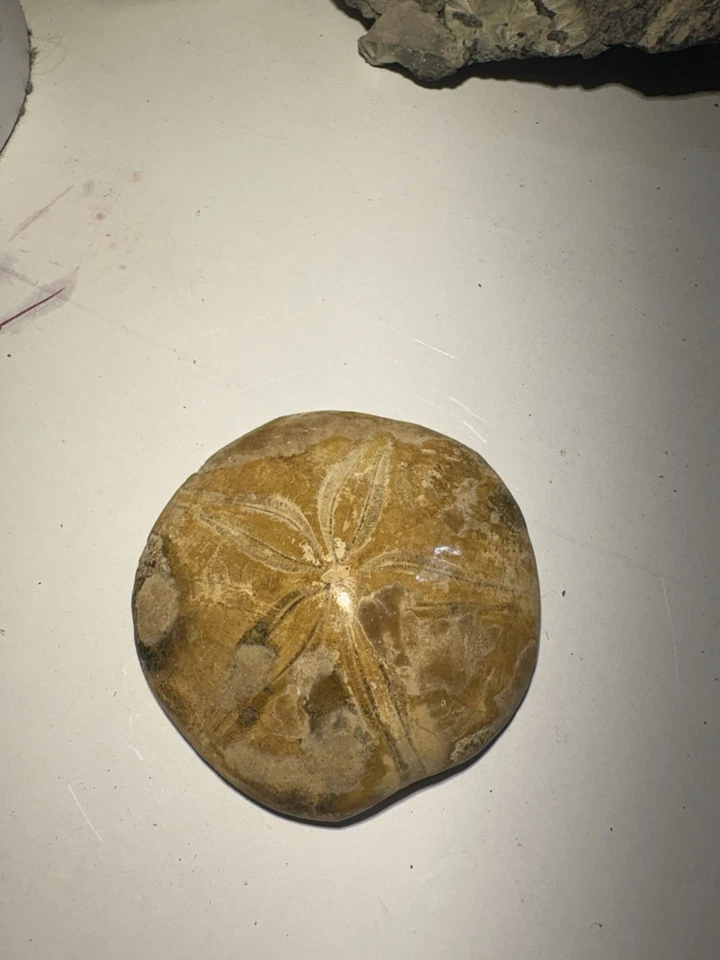 Fossilized Sand Dollar - Image 1 of 2