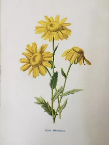 Antique Print Corn Marigold Wild Flower Dated C1900's Botany Botanical Flowers - Picture 1 of 4