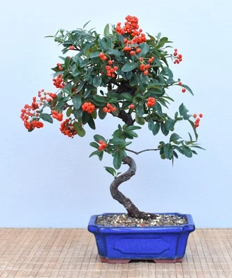 Bonsai Outdoor, Feuerdorn (Pyracantha) 25069 | Bonsai-Garten-Müller - Bild 1 von 4