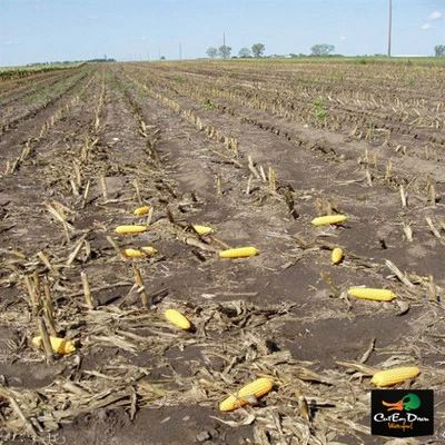 NEW AVERY GREENHEAD GEAR GHG FIELD CORN GOOSE DUCK DECOYS 12 EARS COBS - Image 1 of 2