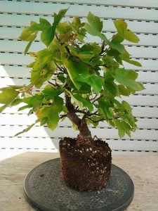 Bonsai Liquidambar Amberbaum - Imagen 1 de 5