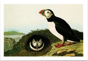 Postal histórica John James Audubon acuarela Atlantic Puffin 1833 de Nueva York - Imagen 1 de 2