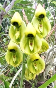 Catasetum integerrimum, große Pflanze, Orchideenpflanze, RAR - Bild 1 von 7