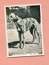 1936 ARDATH CIGARETTES TOBACCO CARD PHOTOCARDS #144 FINE JUBILEE RACE DOG