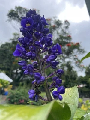 BLUE GINGER RHIZOME HAWAII GROWN Dichorisandra Thyrsiflora 1 Large Root Single - Image 1 of 4