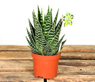 Aloe Tiki in a 10cm pot - Tiki Tahi - A really cool easy care succulent plant