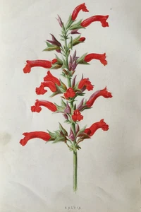 Antique Print Salvia Bolivian Sage Garden Flower Botany F E Hulme c1900s Plant - Picture 1 of 6