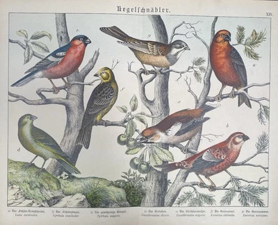 antike Grafik Fauna: Kegelschnäbler, Finken  Original - Lithografie um 1880 - Bild 1 von 4