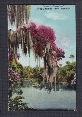 BERMUDAS 1937 ’MUSGO ESPAÑOL Y BUGANVILLAS’ POSTAL SAN GEORGES A SUIZA Foto 1 de 2