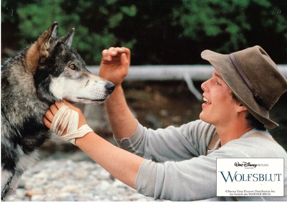 Wolfsblut  (16 Bilder) - Bild 1 von 1