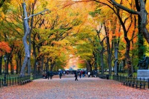New York City Central Park Walk in the Park Photo Art Print Poster 24x36 inch - Picture 1 of 1